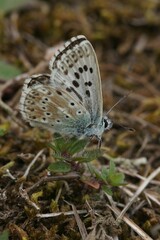 Fototapeta na wymiar Vertical shot of a beautiful chalkhill blue (Lysandra coridon) butterfly