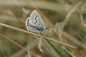 Fototapeta na wymiar Closeup shot of the chalkhill blue butterfly (Lysandra coridon) on the blurred background