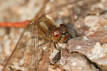 Macro shot of a Common darter (Sympetrum striolatum) on a rough wooden surface