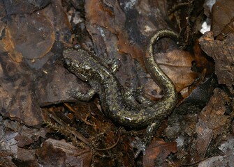 Closeup of Hokkaido Salamander - Hynobius retardatus