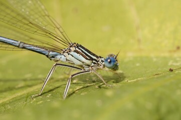 Closeup side view of white-legged damselfly on a green plant leaf