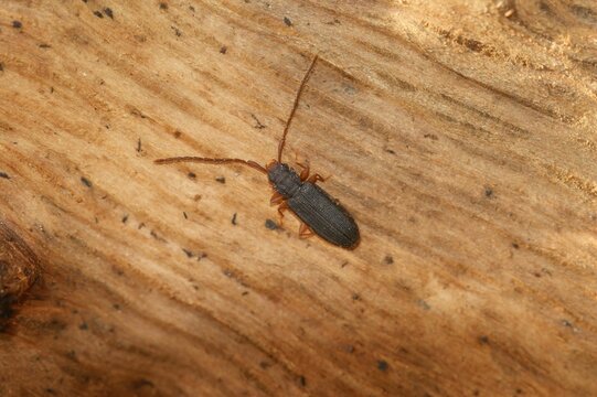 Closeup on a silvanid flat bark beetles, Uleiota planata, on a piece of wood