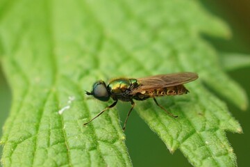 Closeup shot of a green soldier fly on a green leaf