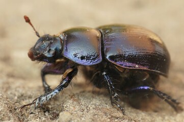 Closeup on a robust looking Dor or earth-boring dung beetle, Geotrupes stercorosus