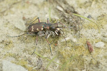 Closeup on the Northern dune tiger beetle, Cicindela hybrida sitting on sandy soil