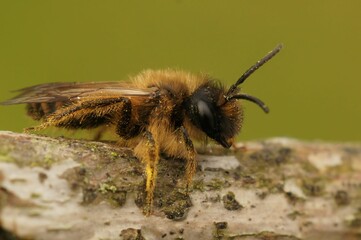 A detailed closeup of a male yellow-legged mining bee on a wood, with yellow background