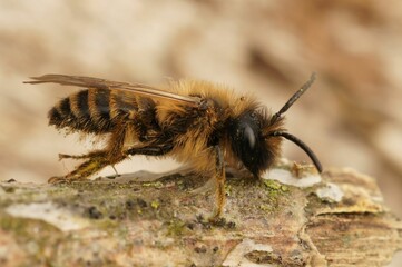 Adorable Andrena standing on the rock in closeup