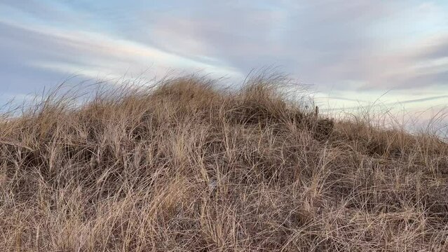 Beach Grass Blows in the Dunes at Chatham, Cape Cod on the Beach