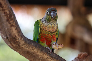 Green-cheeked conure on a tree branch