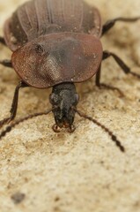 Macro shot of a Silpha tristis insect with a shiny body, on the sandy ground Silpha tristis