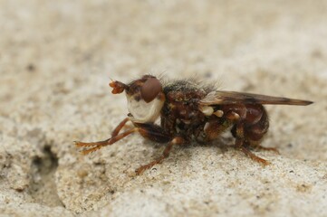 Macro shot of a Myopa fly (Apis mellifera) perched on a sandy surface