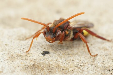 Adorable Nomada standing on the stone in closeup