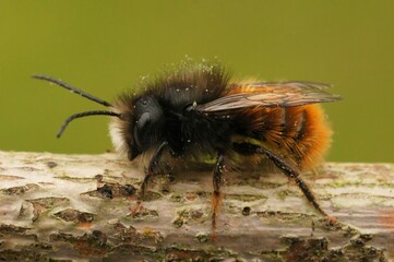 Macro shot of a male horned mason bee,covered by pollen, on a wooden branch with a yellow background