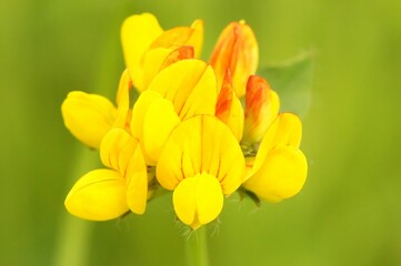 Yellow Lotus corniculatus in closeup isolated with blurred background