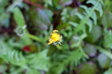 wilder Löwenzahn öffnet seine Blüte