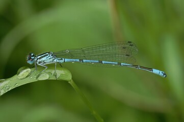 Macro of a Coenagrion puella Azure damselfly on a green leaf