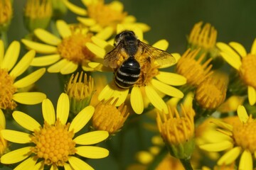 Closeup of a female yellow-legged mining bee, Andrena flavipes, perched on a yellow Senecio jacobaea
