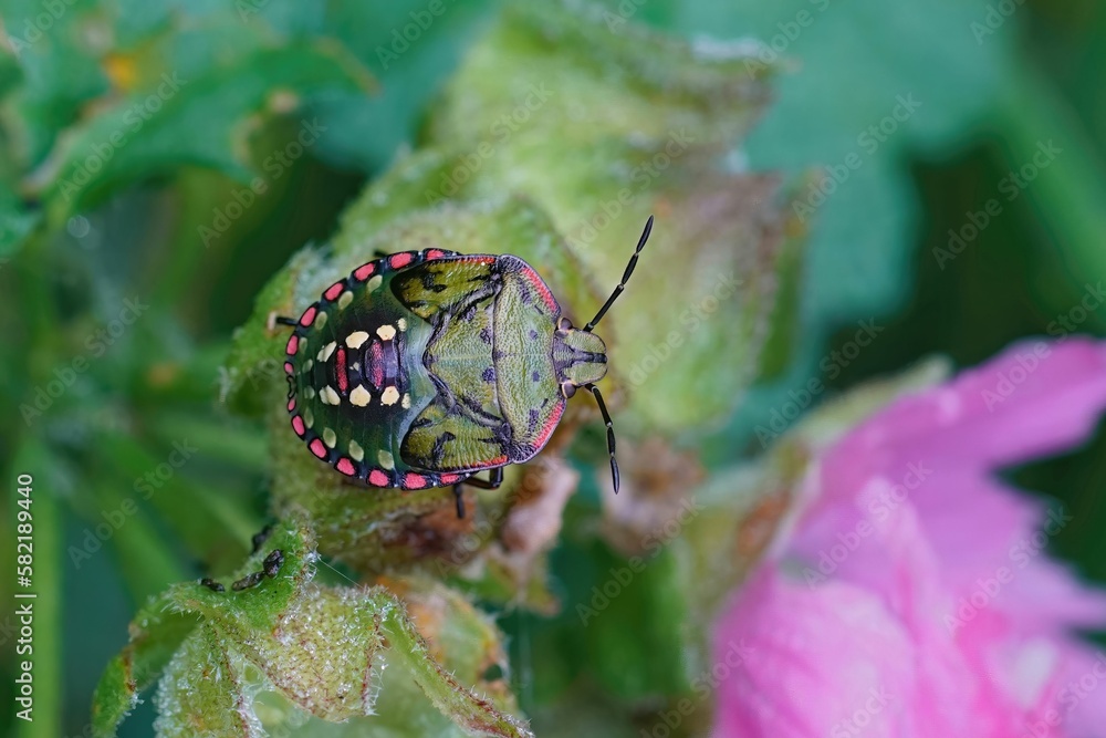 Canvas Prints closeup of the colorful nymph of the souther green shieldbug , nezara virudula