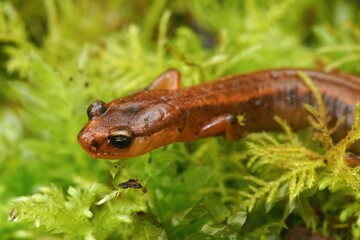 Closeup on the endangered Van Dyk's salamander , Plethodon vandykei sitting in green moss
