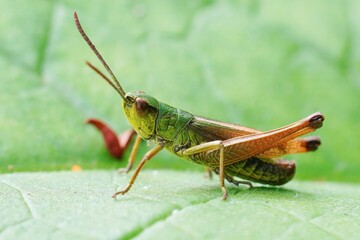 Closeup on a common European grashopper, Pseudochorthippus parallelus , sitting on a green leaf