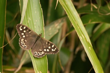 Closeup shot of a Speckled wood butterfly found standing on a green leaf