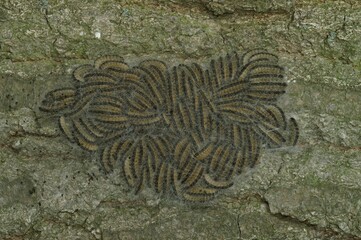 Aggregation of the dangerous toxic Oak processionary moth,Thaumetopoea processionea caterpillar