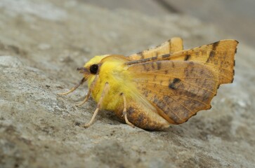 Closeup on the colorful Canary-shouldered Thorn moth, Ennomos alniaria, sitting with open wings
