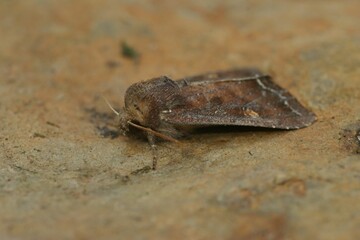 Bright-line brown-eye owlet moth (Lacanobia oleracea) on a brown surface in closeup