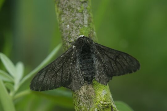 Peppered Moth (Biston betularia) on a tree branch in closeup