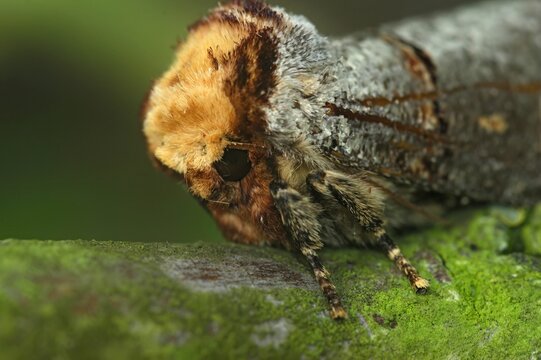 Macro shot of a buff-tip (Phalera bucephala) perched on a green leaf