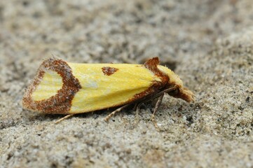 Sulphur knapweed moth (Agapeta zoegana) on a brown surface in closeup
