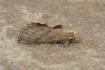Pale prominent moth (Pterostoma palpina) on a brown surface in closeup