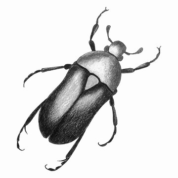Beetle sketch watercolor hand drawing, monochrome stylezed. Vector illustration