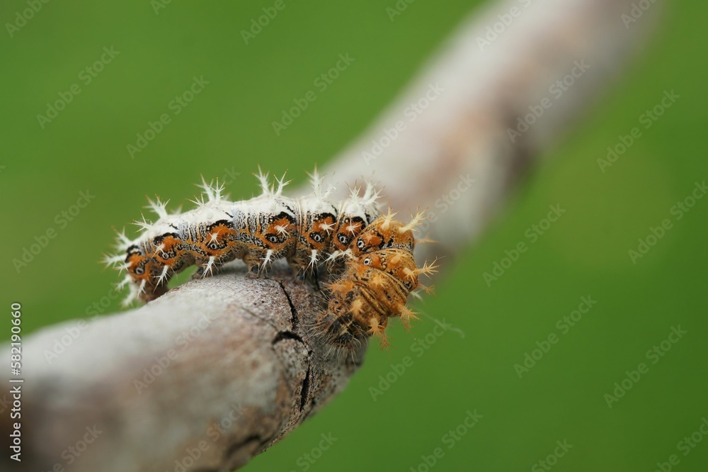 Poster closeup on the spiky caterpillar of the comma butterfly, polygonia c- album sitting on a twig