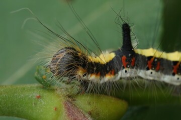 Closeup on the head of a dark dagger owlet moth, Acronicta tridens hanging on a twig