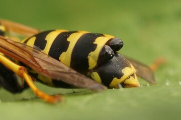 Closeup on a European paper wasp, Polistes dominulus, parasited by a Xenos vesparum, Strepsiptera