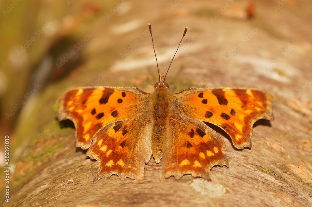 Poster closeup of the comma butterfly, polygonia c-album sitting with spread wings