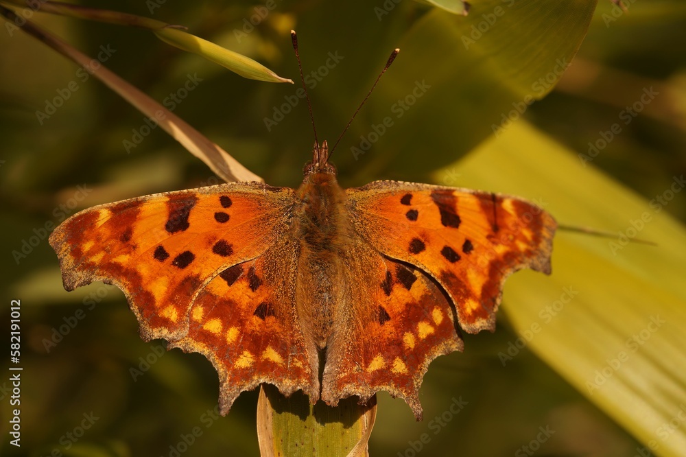 Poster closeup of the comma butterfly, polygonia c-album sitting with spread wings
