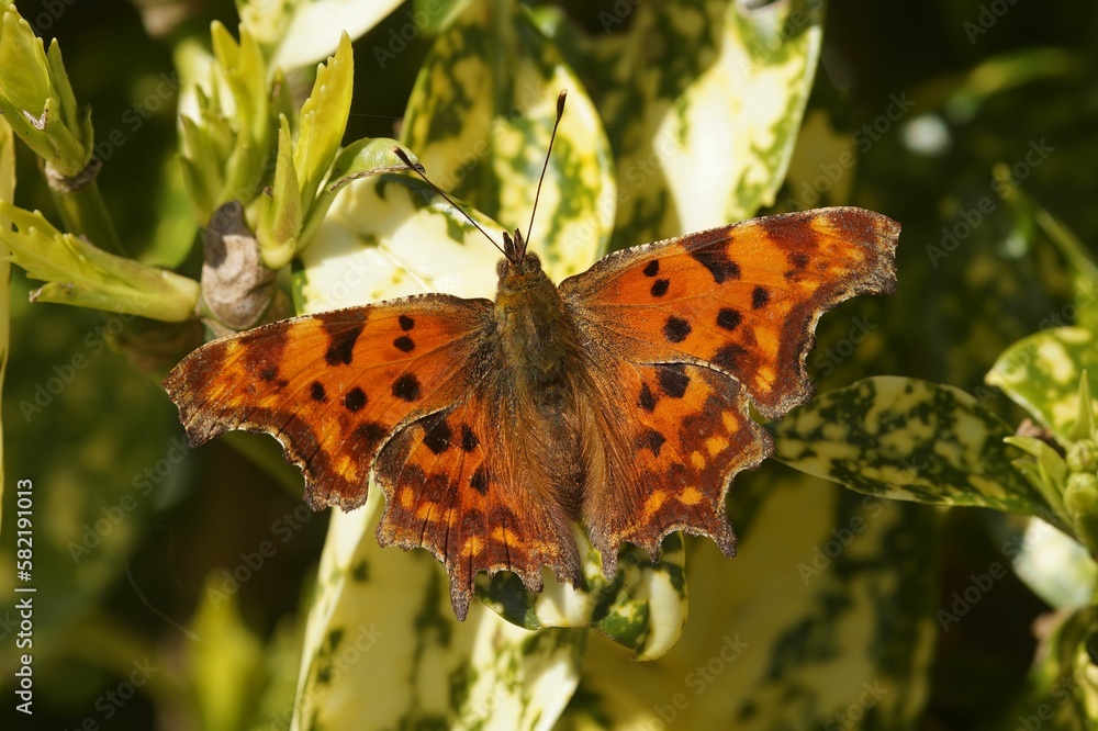 Poster closeup of the comma butterfly, polygonia c-album sitting with spread wings
