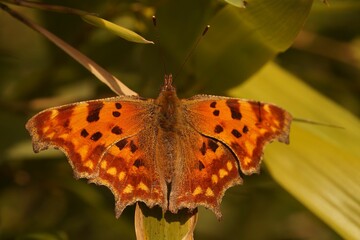 Closeup of the Comma butterfly, Polygonia c-album sitting with spread wings