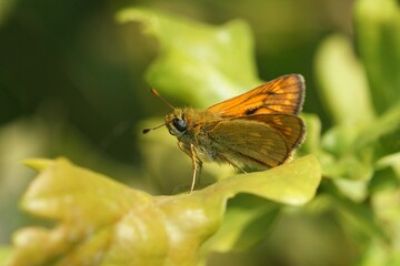 Closeup on a European Large skipper butterfly ,Ochlodes sylvanus