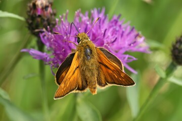 Closeup on a European Large skipper butterfly ,Ochlodes sylvanus