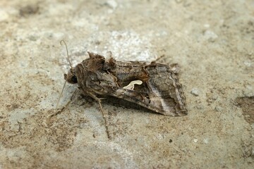 Closeup shot of the Autographa gamma moth