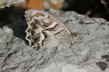 Closeup shot of the Hipparchia fidia - Striped Grayling butterfly on a rock