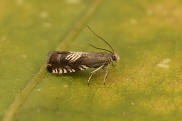 Closeup on the small micro clover seed moth, Grapholita compositella sitting on a green leaf