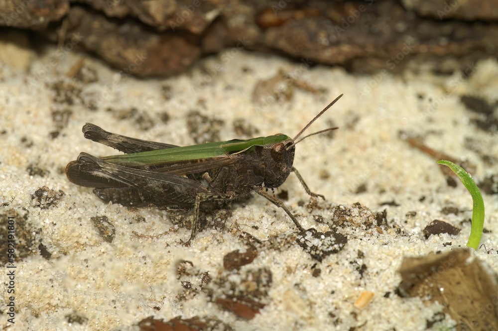 Poster Closeup on the European Common green grasshopper Omocestes viridulus sitting on sand