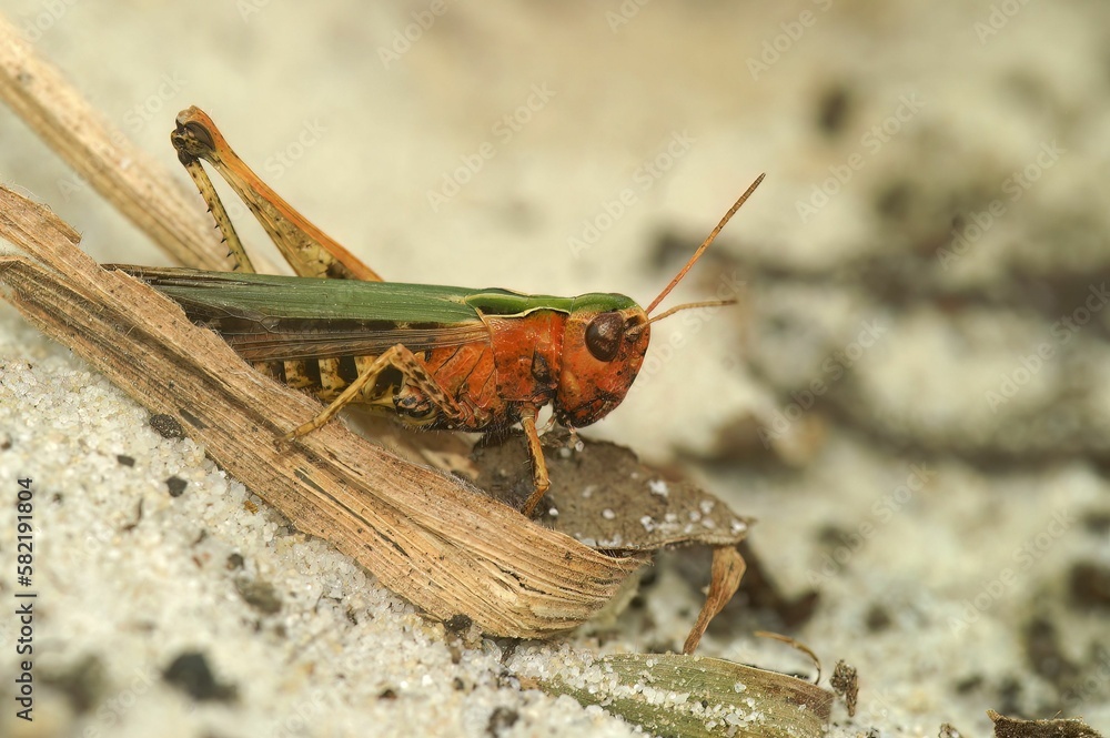 Sticker closeup on the european common green grasshopper omocestes viridulus sitting on sand