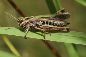 Closeup on the European Common green grasshopper Omocestes viridulus sitting on a straw of grass