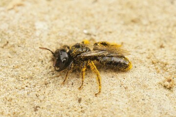 Closeup on a dark black Shaggy bee, Panurgus calcaratus, sitting on stone