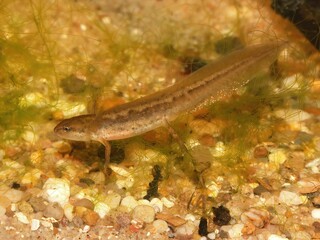 Obraz na płótnie Canvas Closeup on a gilled larval juvenile Common smooth newt Lissotriton vulgaris underwater